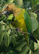 Brown-throated Parakeet