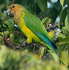 Conure cuivrée