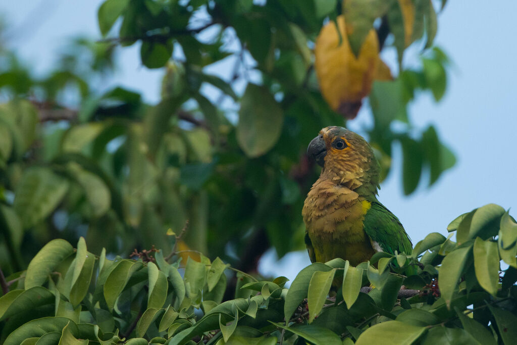 Conure cuivrée