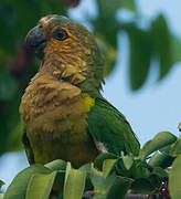 Brown-throated Parakeet