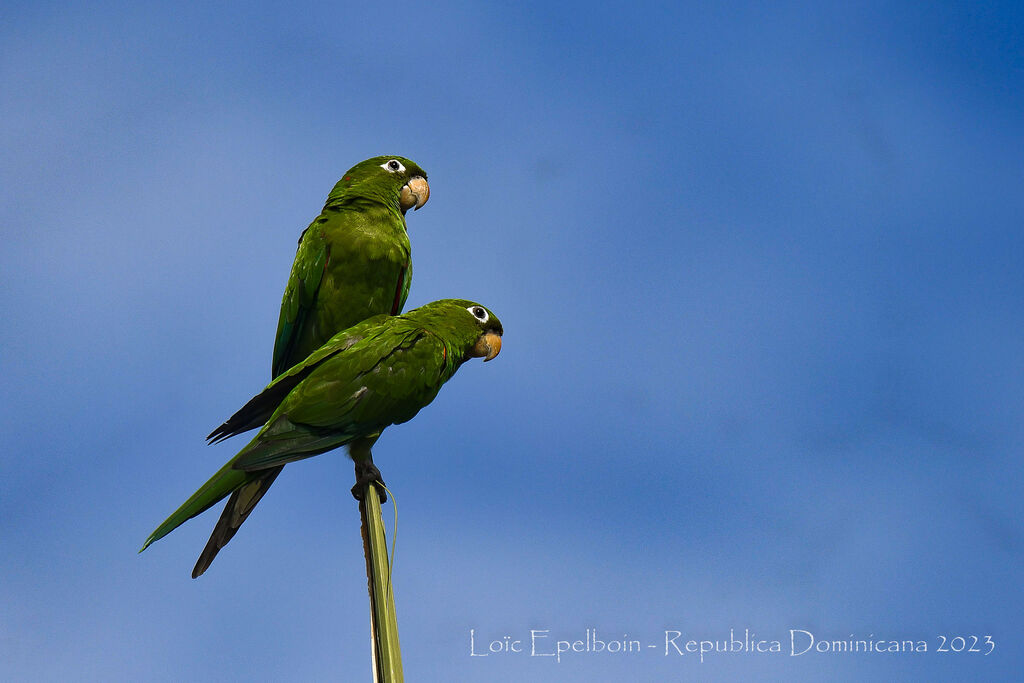 Conure maîtresse