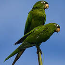 Conure maîtresse