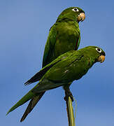 Conure maîtresse