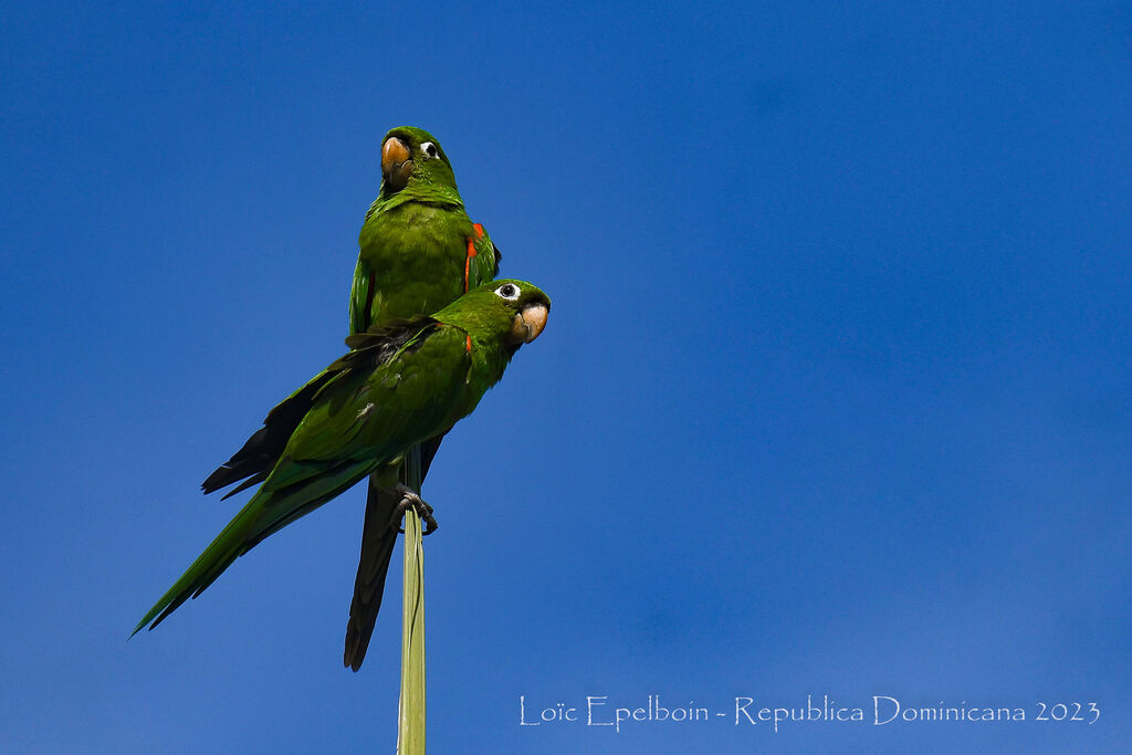 Hispaniolan Parakeet