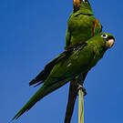 Conure maîtresse