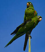 Hispaniolan Parakeet