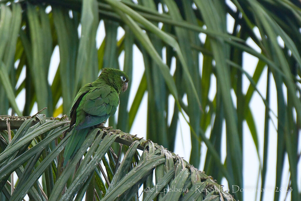 Conure maîtresse