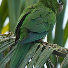 Conure maîtresse