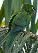 Hispaniolan Parakeet