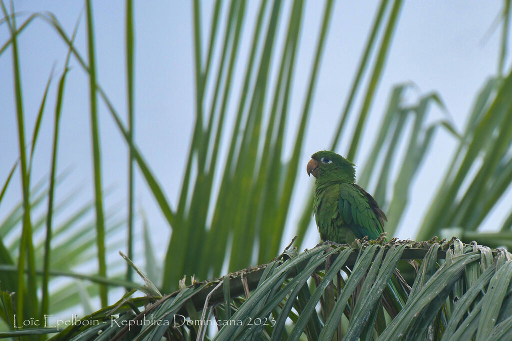 Conure maîtresse