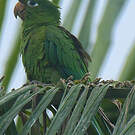 Conure maîtresse