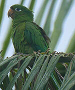 Hispaniolan Parakeet