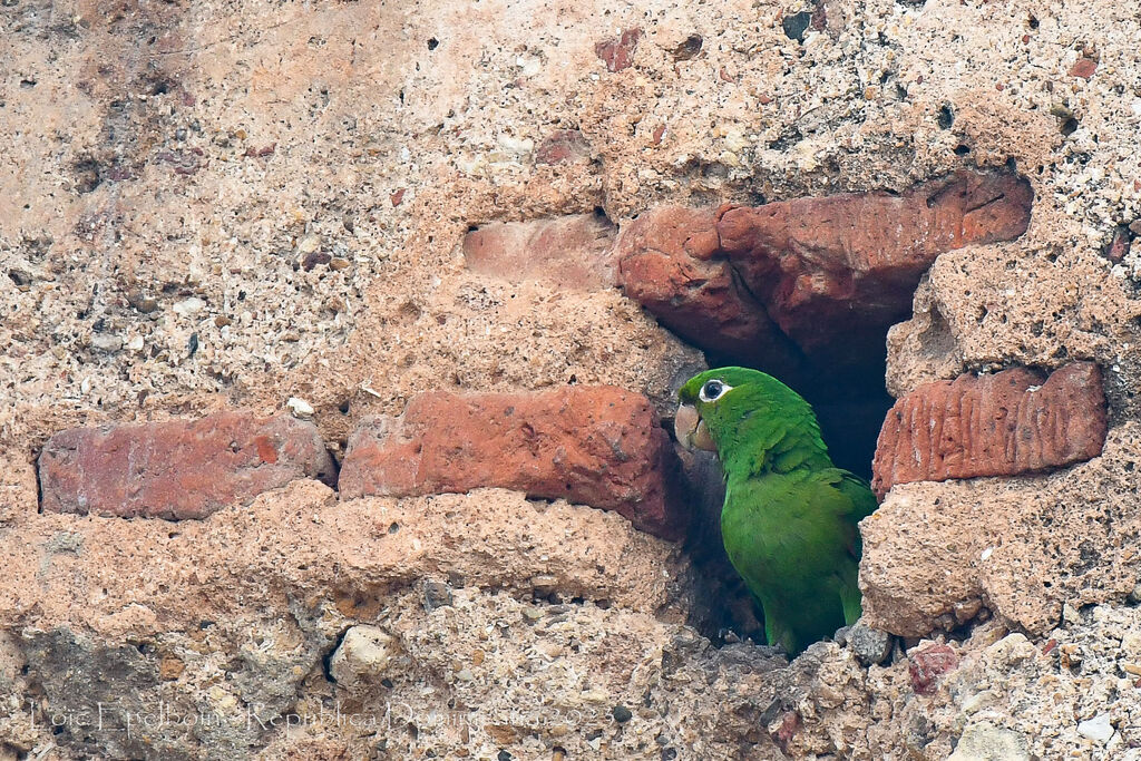 Hispaniolan Parakeet