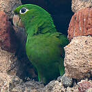 Conure maîtresse