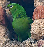 Conure maîtresse