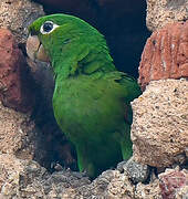 Hispaniolan Parakeet