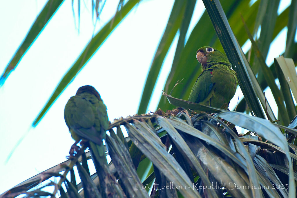 Conure maîtresse