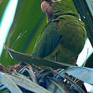 Conure maîtresse
