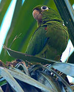 Hispaniolan Parakeet