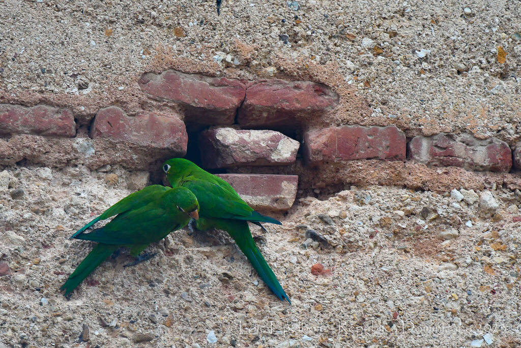 Conure maîtresse