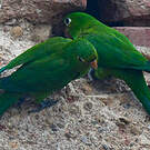 Conure maîtresse