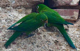 Conure maîtresse