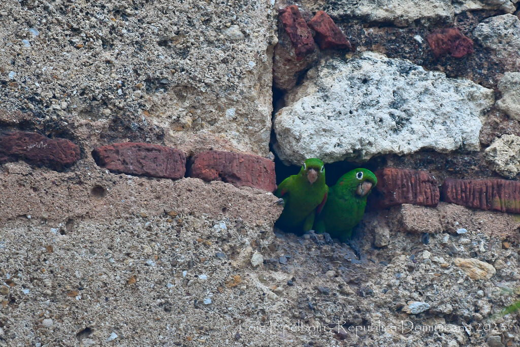 Conure maîtresse