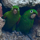 Conure maîtresse