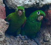 Conure maîtresse