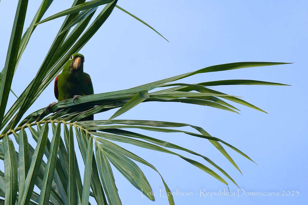 Conure maîtresse