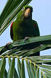 Conure maîtresse