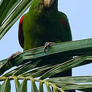 Conure maîtresse