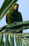 Conure maîtresse