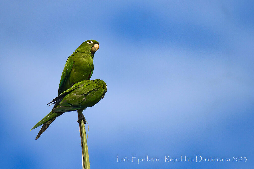 Conure maîtresse