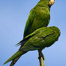 Conure maîtresse
