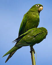 Conure maîtresse