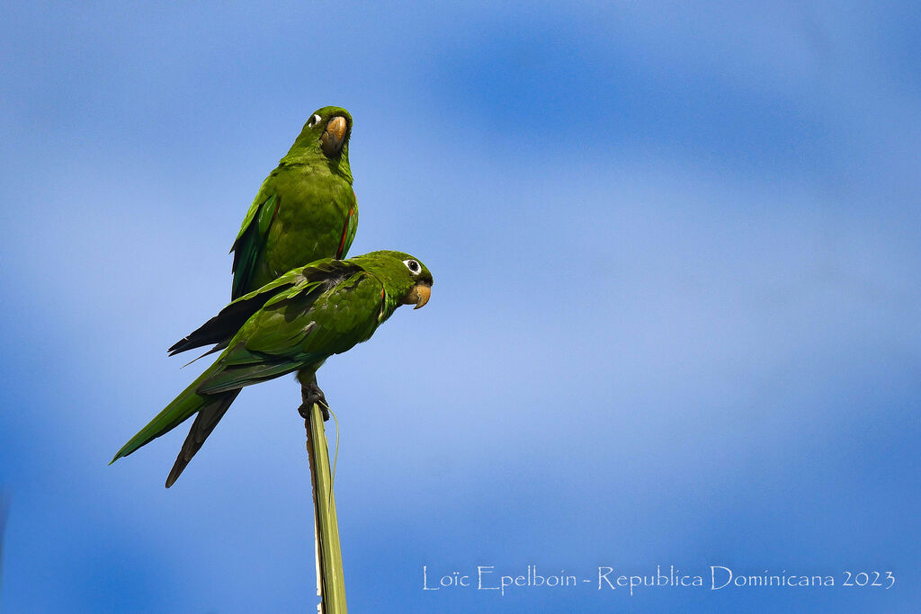 Hispaniolan Parakeet