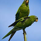 Conure maîtresse