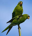 Conure maîtresse