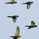 Conure versicolore