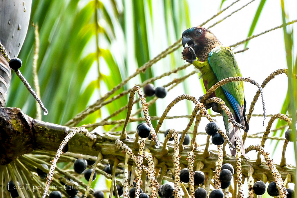 Painted Parakeet