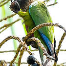 Conure versicolore