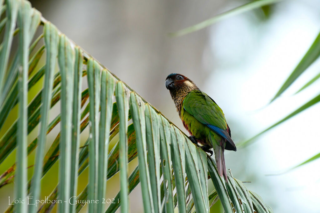 Conure versicolore