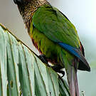 Conure versicolore