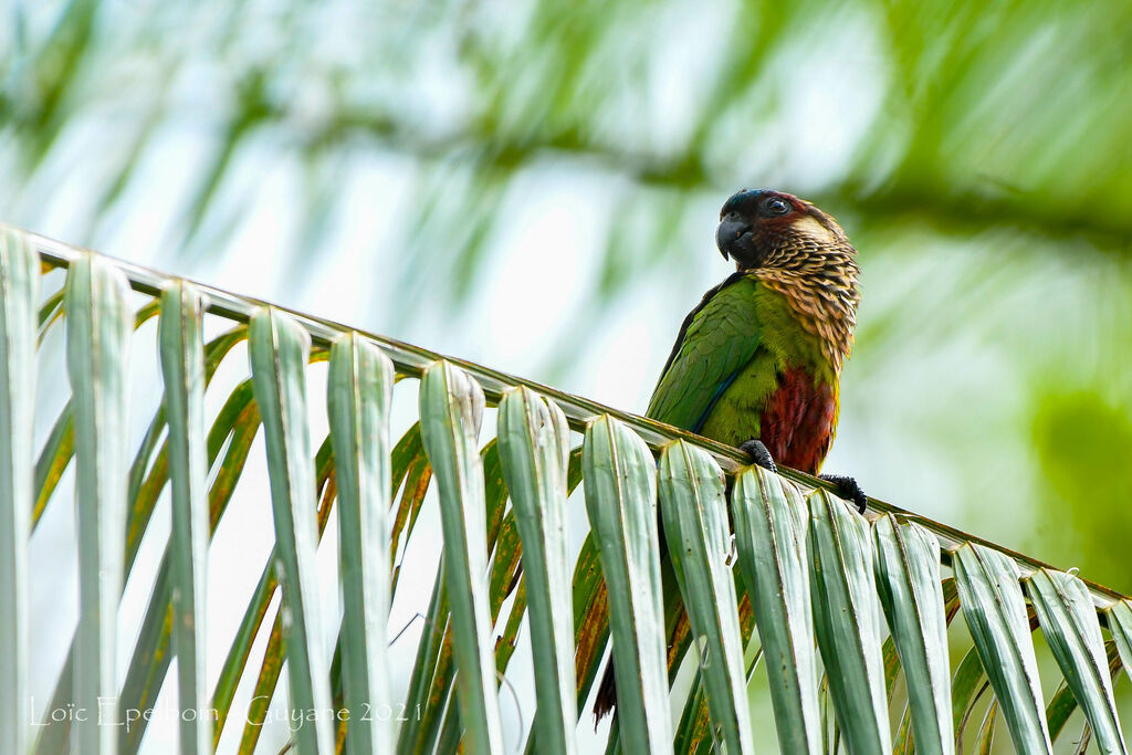 Painted Parakeet