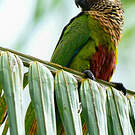Conure versicolore