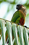 Conure versicolore