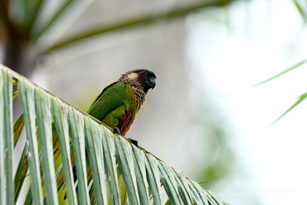 Painted Parakeet