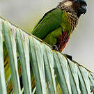 Conure versicolore