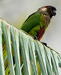 Conure versicolore